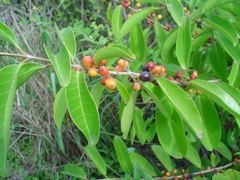 Eugenia acapulcensis