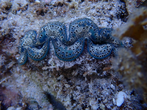Tridacna maxima