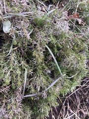 Galium andrewsii