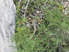 Uta stansburiana stansburiana
