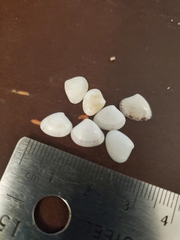 Transennella conradina