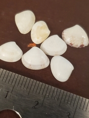 Transennella conradina