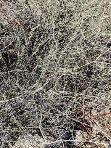 Euphorbia xanti, photograph 6