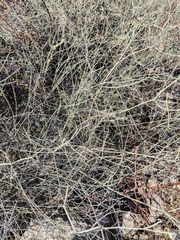 Euphorbia xanti, photograph (c) MarvalPhotography19, some rights reserved (CC BY)