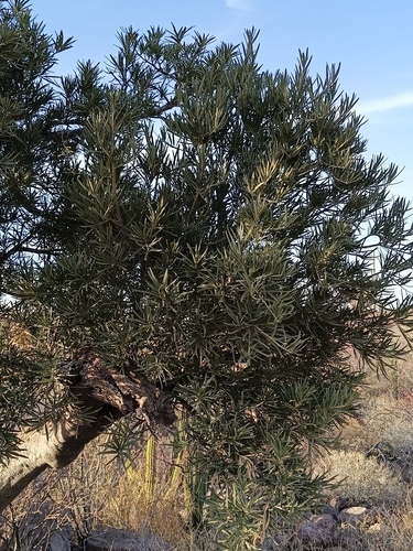 Forchhammeria watsonii, photograph 6