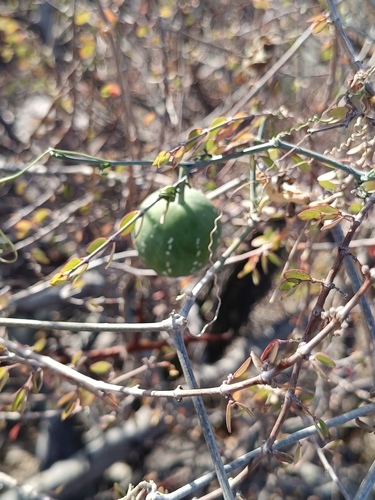Ibervillea sonorae
