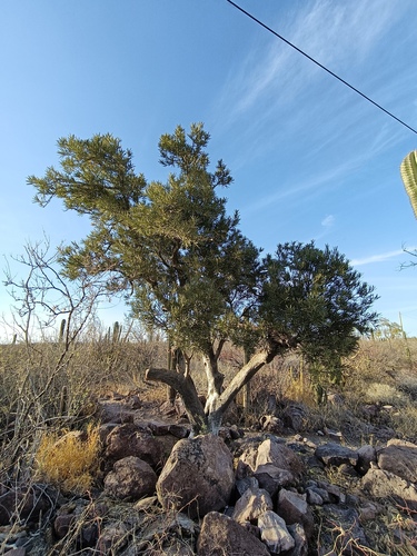 Forchhammeria watsonii, photograph 5
