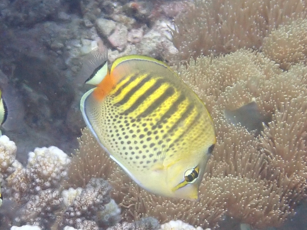 Dot and dash Butterflyfish