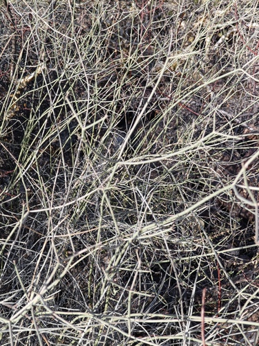 Euphorbia xanti, photograph 4