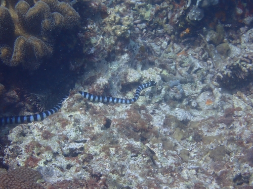 Blue-lipped Sea Krait