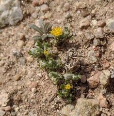 Eriophyllum pringlei