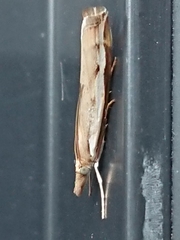 Orocrambus flexuosellus