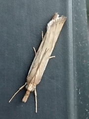 Orocrambus flexuosellus