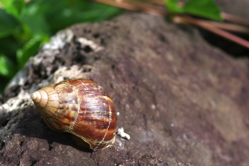 African Giant Snail from Ta'aoa, French Polynesia on August 23, 2017 at