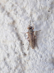 Chiromyzinae