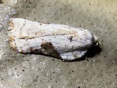 Acleris subnivana
