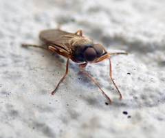 Chiromyzinae