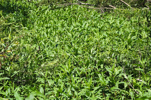 iNaturalist observation photo of water smartweed