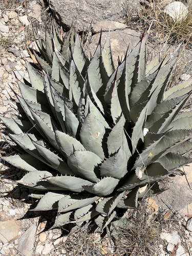 Agave neomexicana Wooton & Standl.