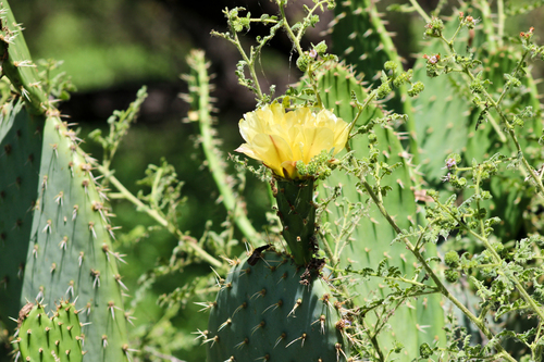 iNaturalist observation photo of Coastal Pricklypear