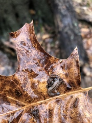 Bipalium pennsylvanicum