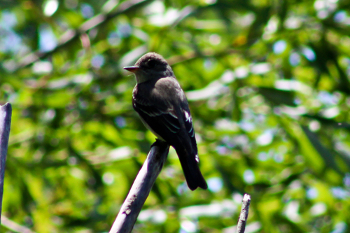 iNaturalist observation photo of Western Wood-Pewee