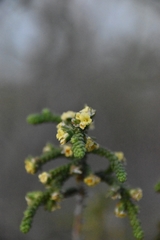 Thymelaea hirsuta