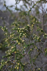 Thymelaea hirsuta