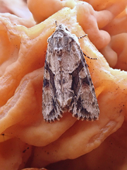 Achatia distincta