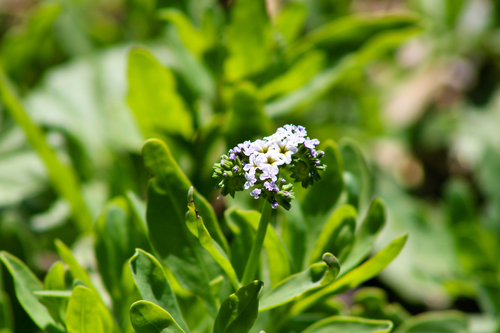 iNaturalist observation photo of alkali heliotrope