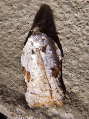 Acleris subnivana