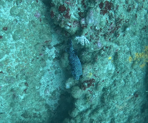 Arothron meleagris