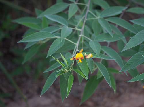 Ein weiteres Foto von Pigeon Pea