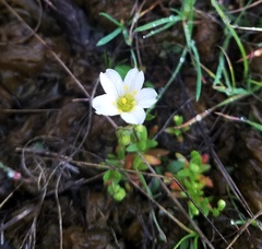 Mononeuria nuttallii