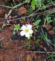 Mononeuria nuttallii