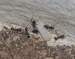 Dorymyrmex