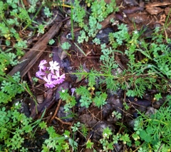 Verbena pulchella
