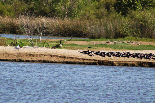 iNaturalist observation photo of Black Skimmer