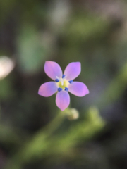 Gilia flavocincta