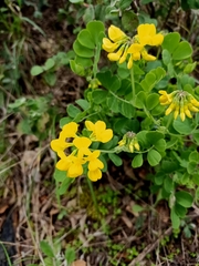 Coronilla valentina speciosa