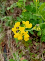 Coronilla valentina speciosa
