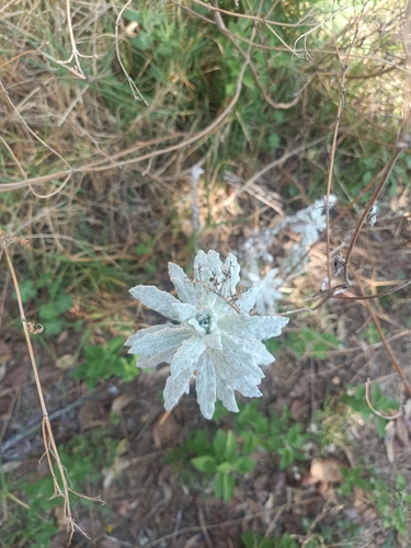 Estafiate (Artemisia ludoviciana)