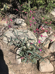 Penstemon parryi