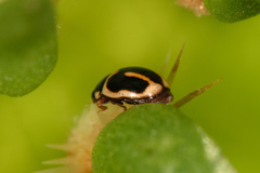 Hyperaspis trifurcata