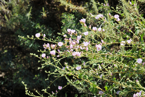 iNaturalist observation photo of southern coastal bushmallow