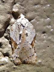 Acleris subnivana
