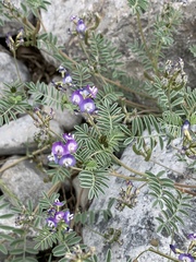 Astragalus emoryanus