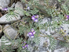 Astragalus emoryanus