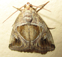 Deltote johnjoannoui