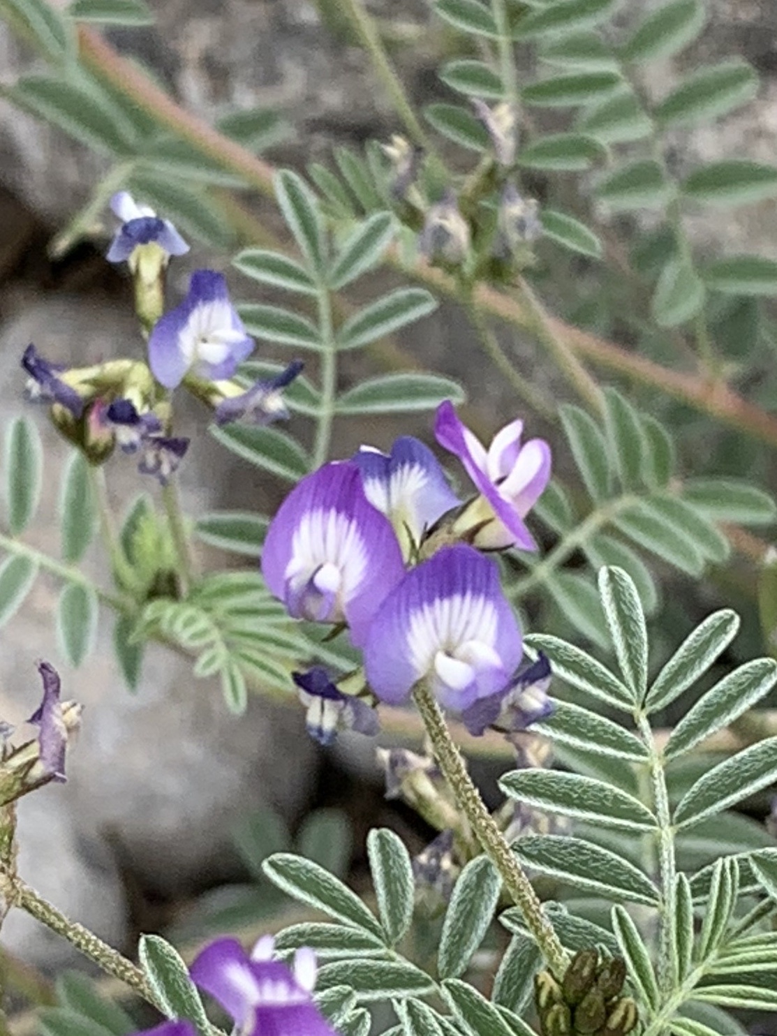 Astragalus emoryanus